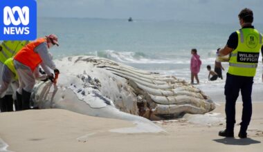 How will City Beach get rid of its whale carcass?