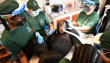 Liberia’s rescued chimpanzees receive health checks