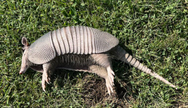 An Armadillo Arrives in … Ohio?