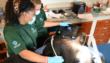 Chimpanzees Once Used for Vaccine Research Get Health Checks as Part of Long-term care