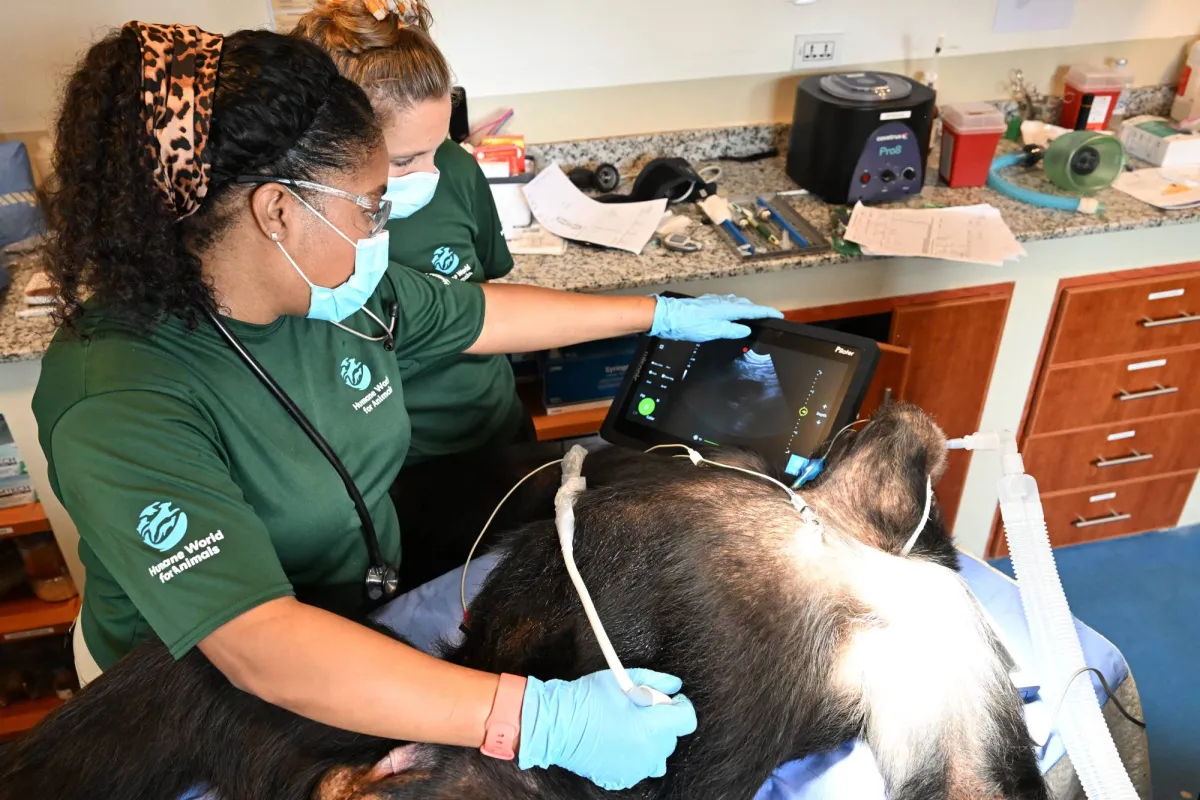 Chimpanzees Once Used for Vaccine Research Get Health Checks as Part of Long-term care