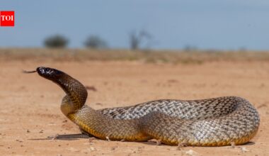 1950: Kevin Budden, a 20-year-old photographer, was dying from a taipan snake bite when he insisted the snake be saved; five years later, its venom helped save a boy’s life