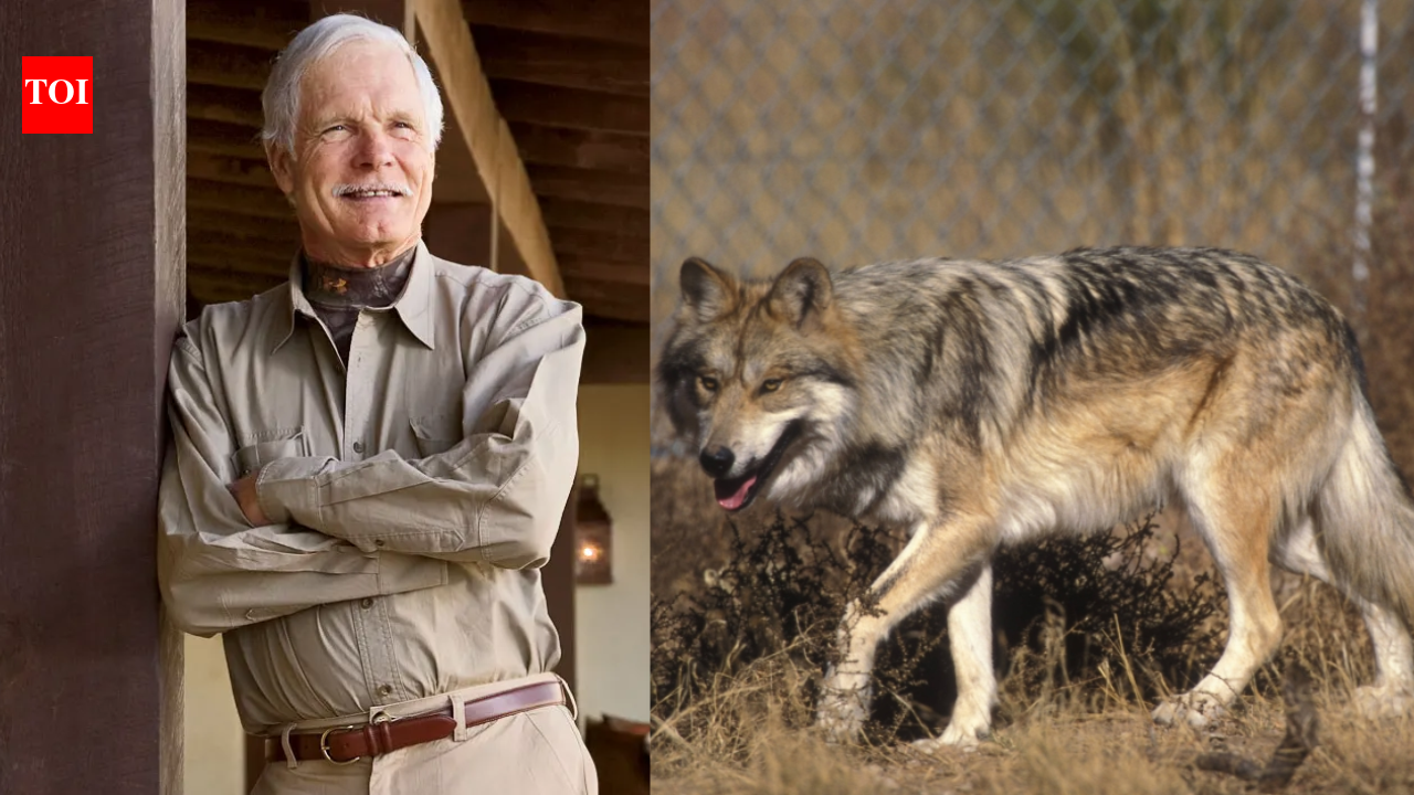 In 1997, Ted Turner opened his New Mexico ranch to endangered Mexican wolves; the facility became a major breeding centre for animals released into the wild﻿ | World News