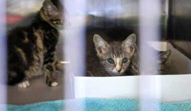 Deadly cat virus surges in South Florida vets urge vaccination