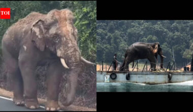 Lone Malaysian elephant, who went viral for walking 100 km with an injured leg amid traffic to return to his herd, finds new home