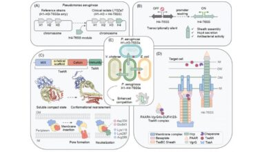 A fourth T6SS in clinical Pseudomonas aeruginosa deploys the pore-forming effector TseMt