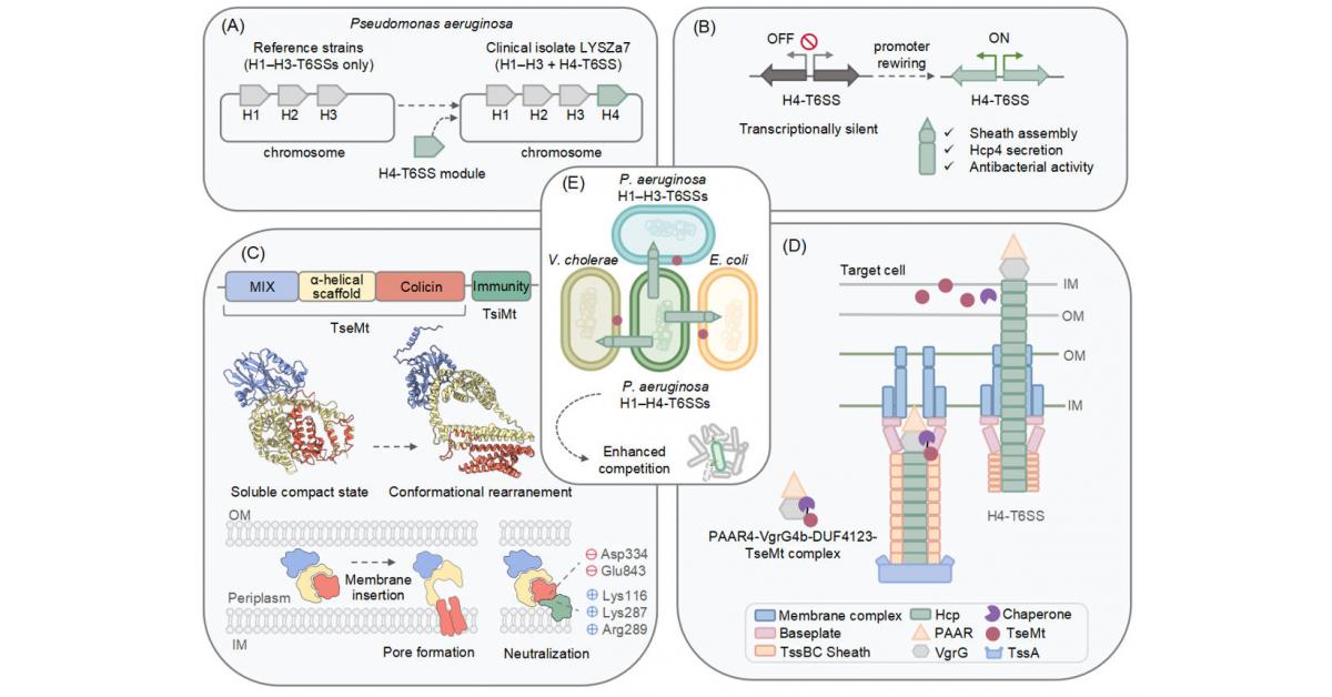 A fourth T6SS in clinical Pseudomonas aeruginosa deploys the pore-forming effector TseMt