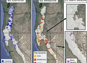 Satellites spot forest stress two years before bark beetle die-offs become apparent