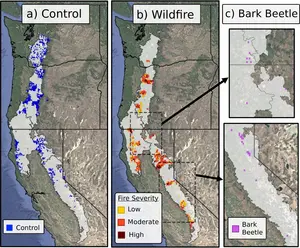 Satellites spot forest stress two years before bark beetle die-offs become apparent