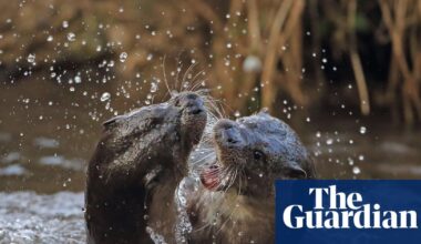 Country diary: The wild, riotous sounds of otters in battle | Environment