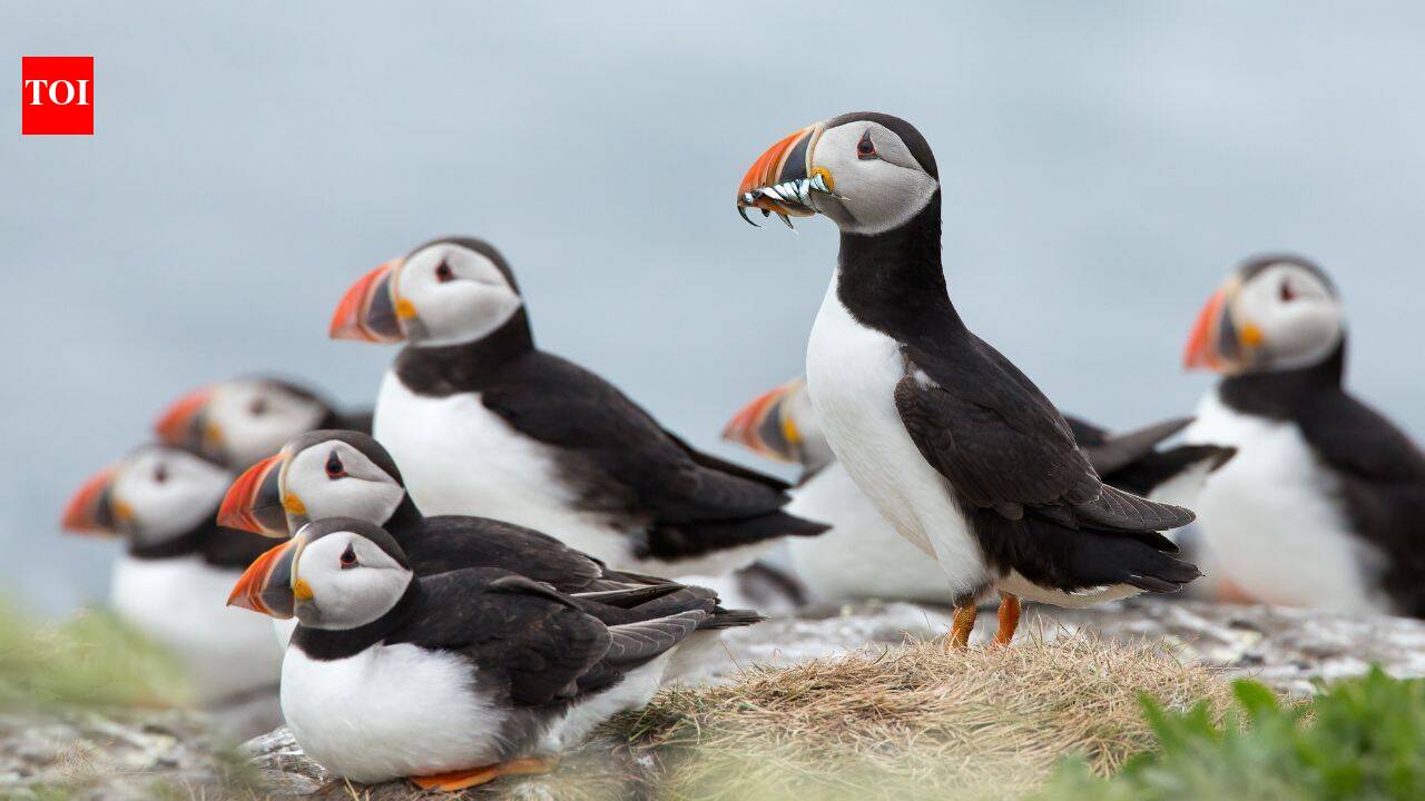In 2002, Lundy began its rat-eradication project; puffins later rose from 13 in 2000 to 1,335, and more than 40,000 seabirds now nest on the island