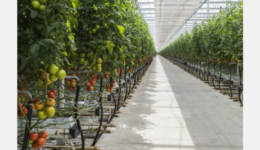 Optimizing tomato plant growth with microbes