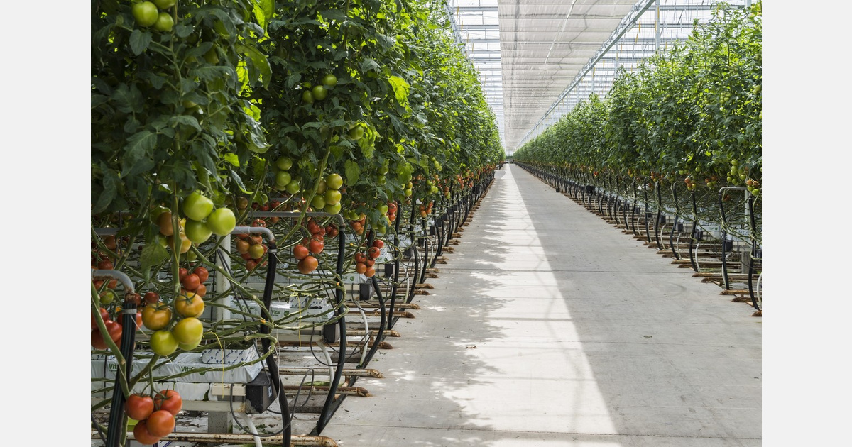 Optimizing tomato plant growth with microbes