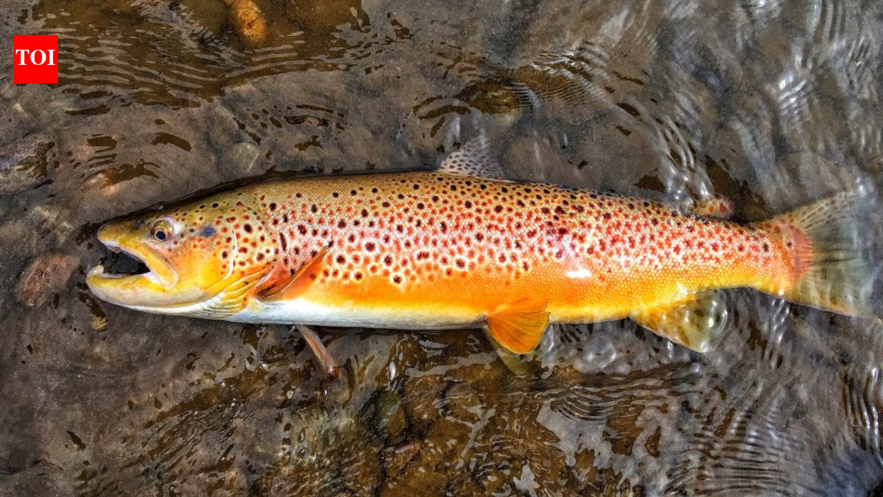 In 1864, Tasmania introduced brown trout from England for sport; 162 years later, conservationists are creating trout-free havens for a native fish with only about 6,000 left
