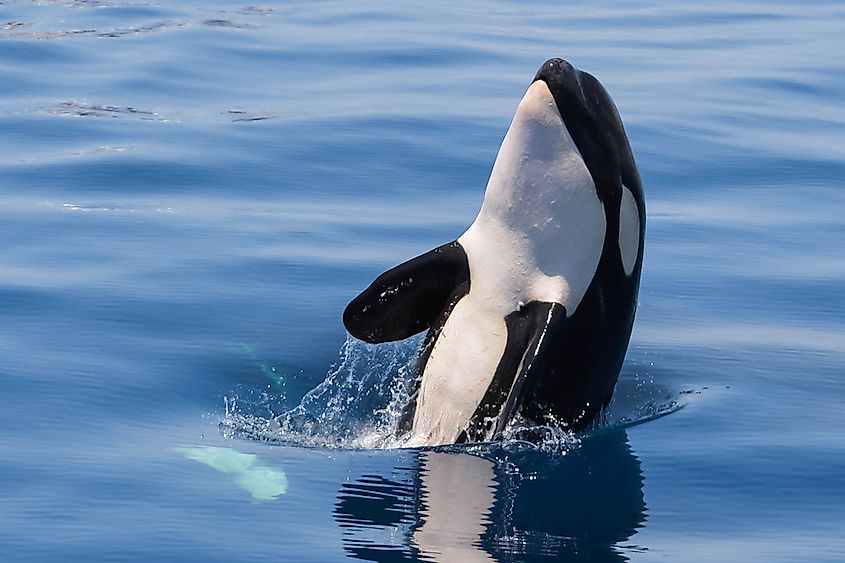 An orca surfacing with its dorsal fin and black-and-white markings visible.