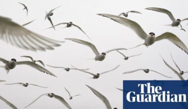 One in nine migratory birds threatened with extinction, global report says | Birds