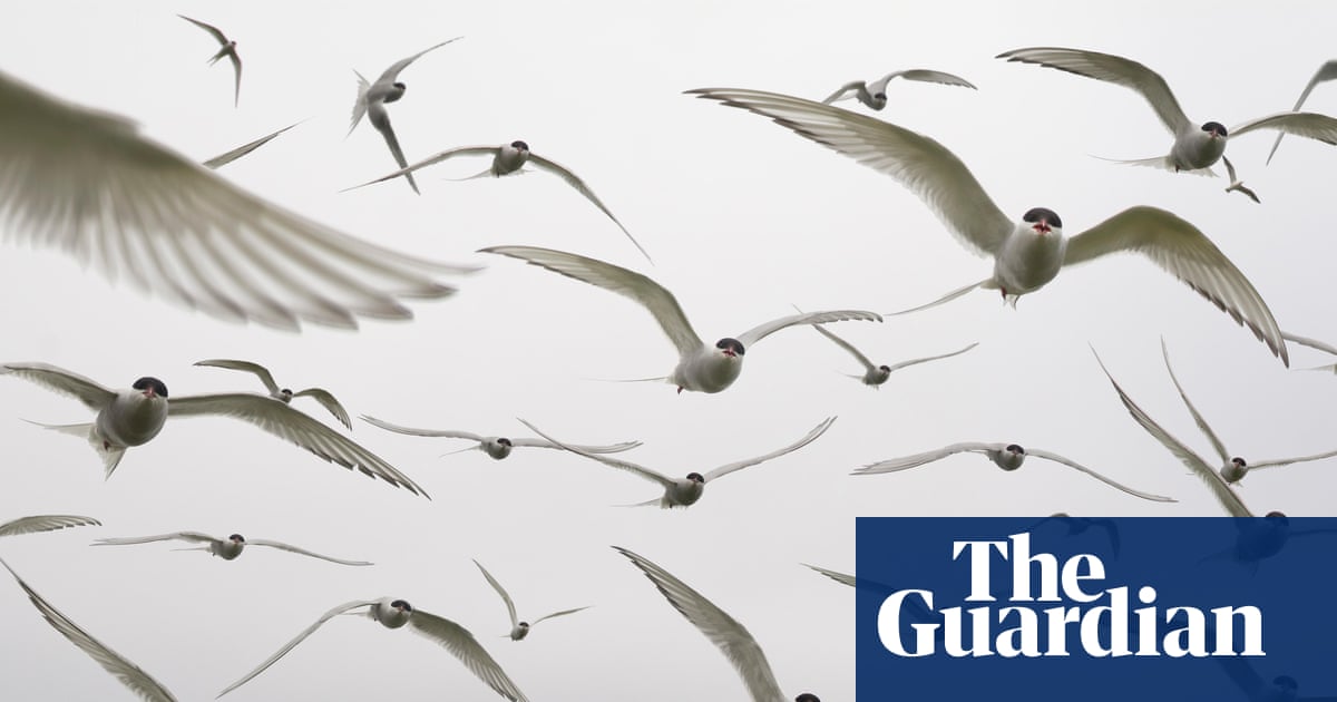 One in nine migratory birds threatened with extinction, global report says | Birds
