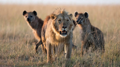 Scientists fitted GPS collars to 17 lions and 14 hyenas expecting hyenas to follow lions; thousands of locations revealed the opposite, with male lions approaching as hyenas retreated
