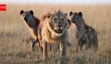 Scientists fitted GPS collars to 17 lions and 14 hyenas expecting hyenas to follow lions; thousands of locations revealed the opposite, with male lions approaching as hyenas retreated