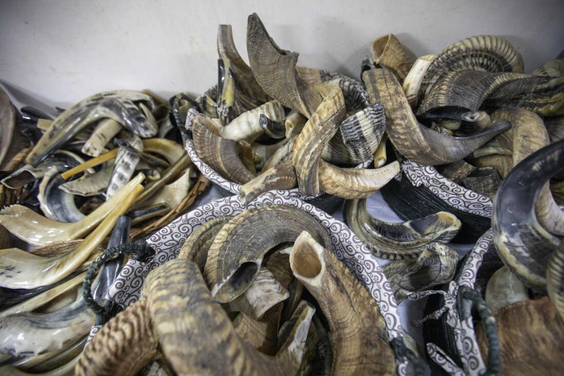 Shofar are on display for sale at the Bar-Sheshet Ribak Shofarot company, in Tel Aviv, Israel.