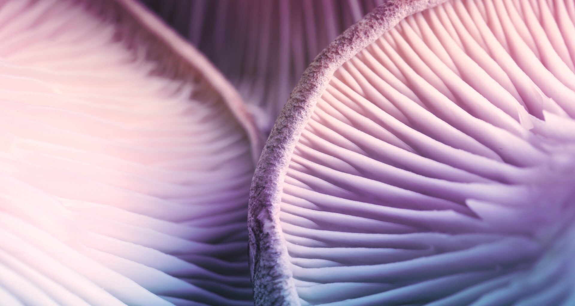 Study: Lifetime classic psychedelics use is associated with positive environmental attitudes and adopting a vegetarian diet. Image Credit: New Africa / Shutterstock