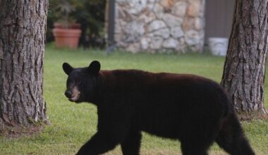 Bear attacks reach 10 in Colorado after 2 separate attacks over the weekend