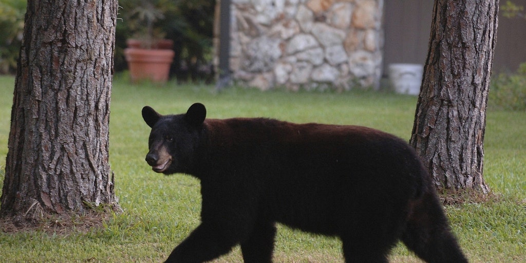Bear attacks reach 10 in Colorado after 2 separate attacks over the weekend