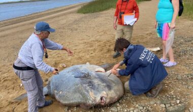 See it: Massive 900-pound ocean sunfish found dead on Cape Cod beach