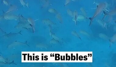 This dolphin has a totally gross way of getting a meal - YouTube