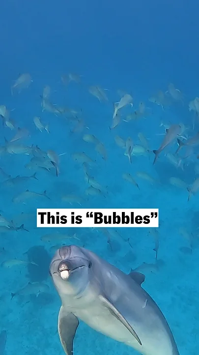 This dolphin has a totally gross way of getting a meal - YouTube
