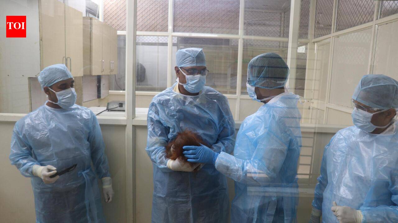 Sweet potatoes, carrots & beans added to orangutans’ diet after experts flag concerns | Bhubaneswar News