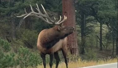 Elk Charges Vehicles! - YouTube