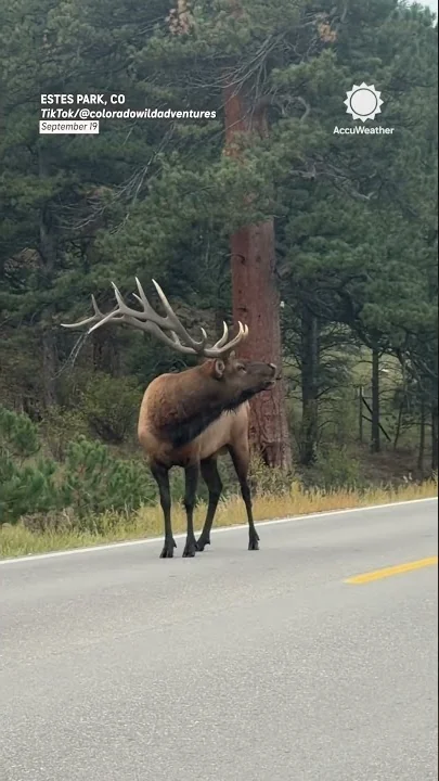 Elk Charges Vehicles! - YouTube