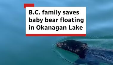 Bear-ly made it: Baby bear rescued from deep water - YouTube