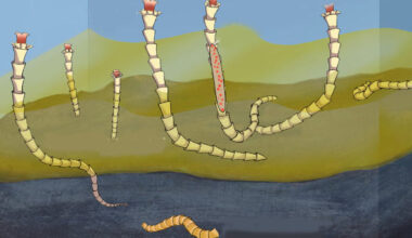Reconstruction of Conotubus hemiannulatus and its symbiotic relationship with sulfur-oxidizing bacteria. Image credit: David Fike.
