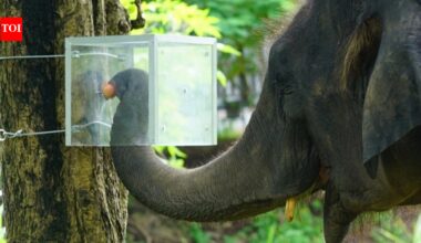 Scientists in Thailand hid fruits in an opaque box; 16 Asian elephants learned to navigate it for rewards and followed it along