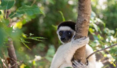 Rainforest animal Verreaux’s sifakas