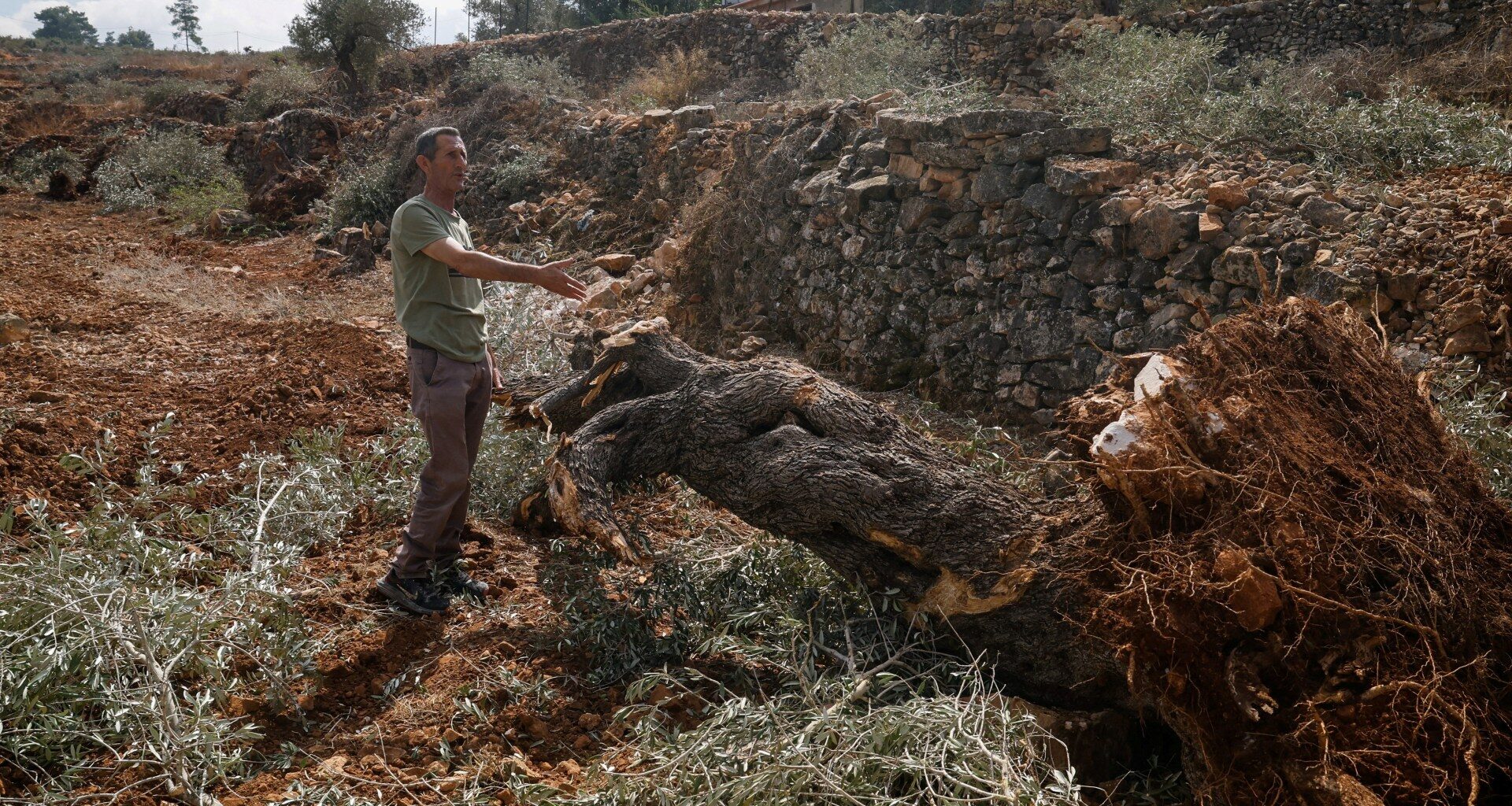 ‘They uprooted it all’: Israel bulldozes Palestinian-owned olive groves | Agriculture News
