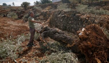 ‘They uprooted it all’: Israel bulldozes Palestinian-owned olive groves | Agriculture News