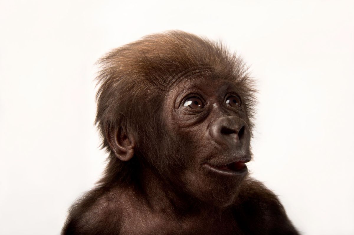 Joel Sartore has photographed 13,000 species in the 16 years since he founded the <a href=