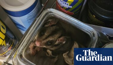 Possums in the roof, koalas in bed: study shows how animals resort to Australian homes after habitat loss | Animal welfare