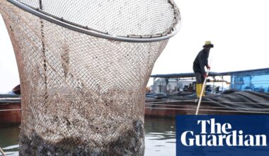 Grinding up fish to feed to fish is ‘absurd’: fears over UN aquaculture plan | Fishing