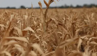 World food prices at highest since 2022 as supply risks mount, FAO says