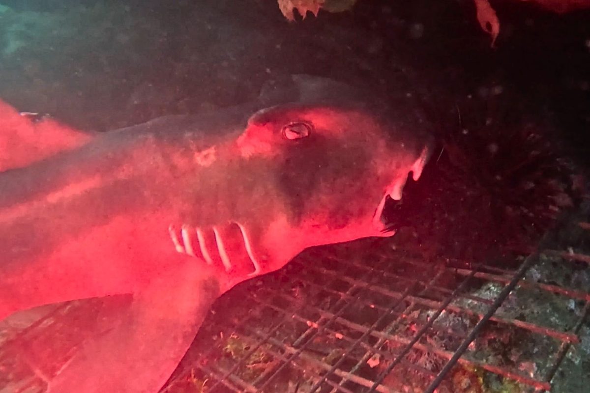 Port Jackson shark