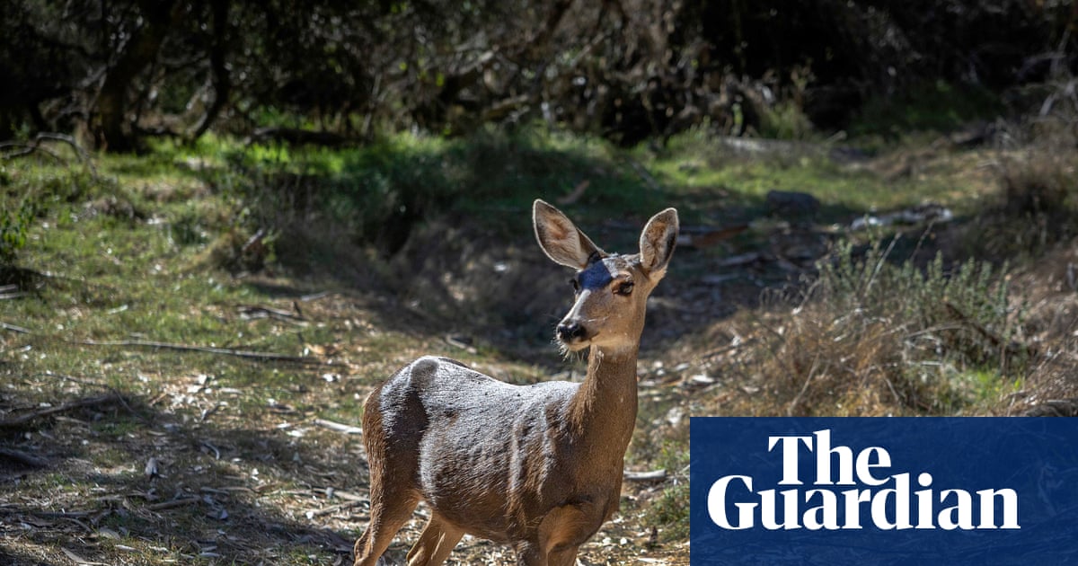 Judge rules 2,000 Catalina Island deer can be killed to save native plant species | California