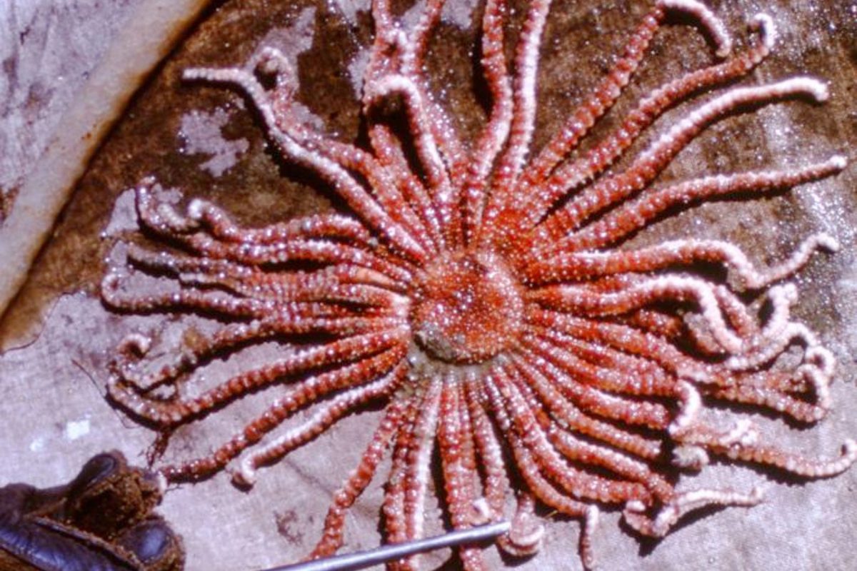 Antarctic sun seastars