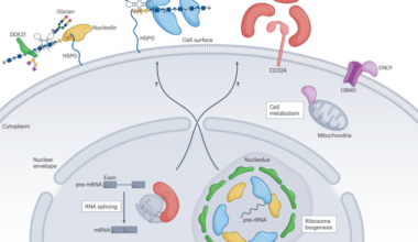 The cellular landscape of druggable RNA-binding proteins