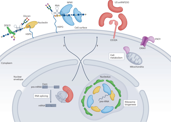 The cellular landscape of druggable RNA-binding proteins