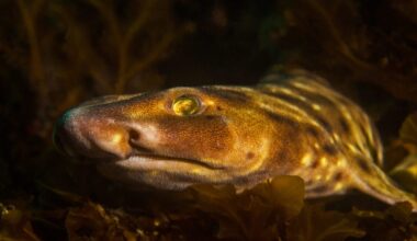 Swell shark