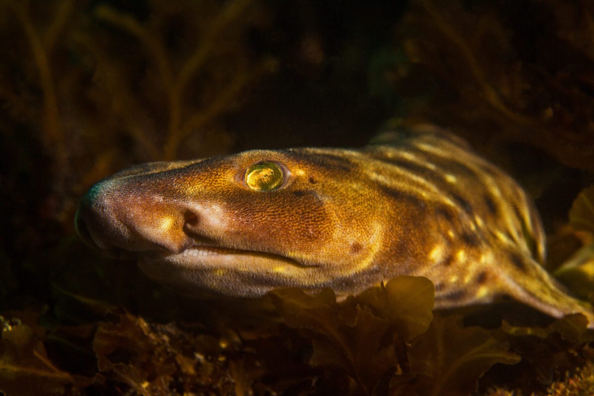 Swell shark